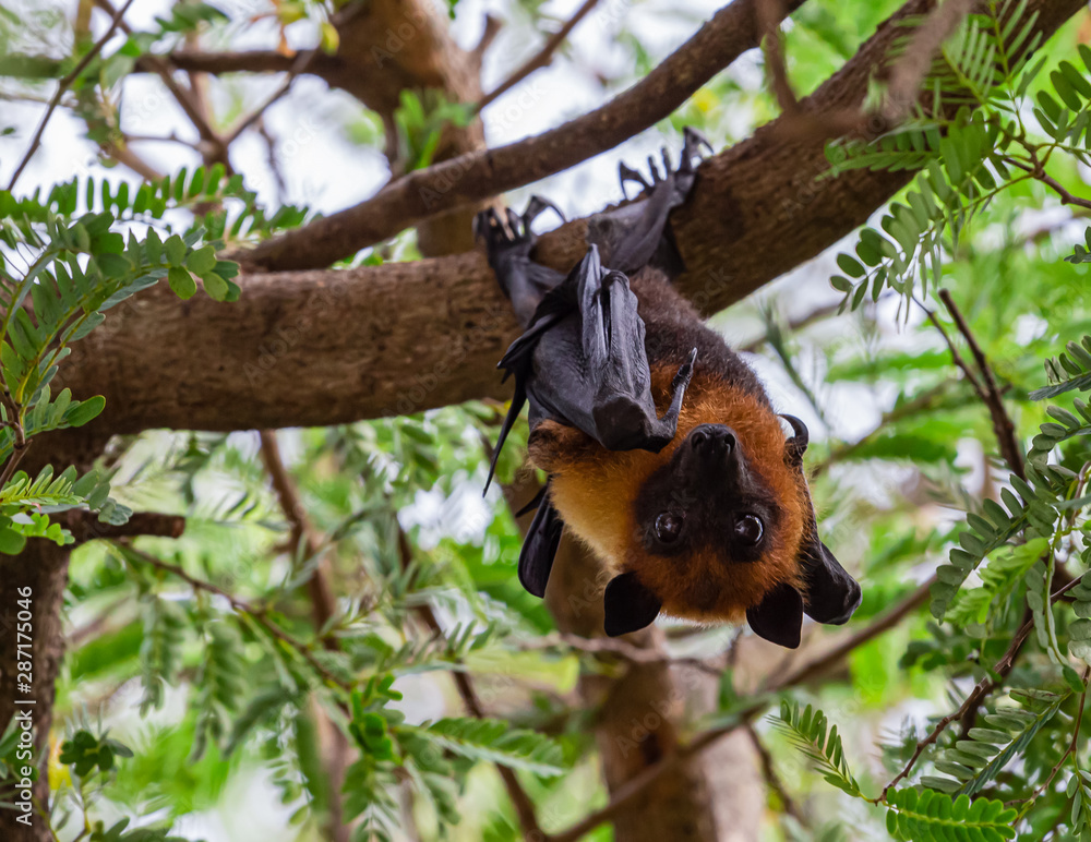 Bats are resting on tree