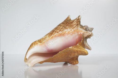 seashell isolated on white
