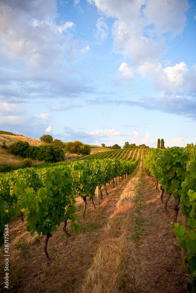 Viticulture en Anjou, vignoble de France