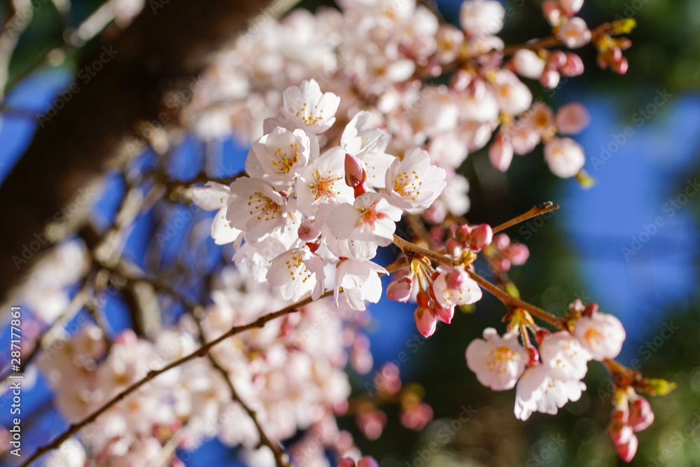 Obraz premium 醍醐寺の桜