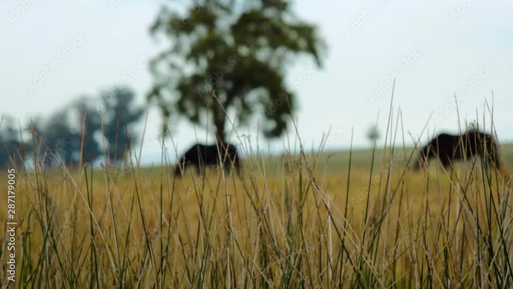 A low angle long shot of black horses grazing in a field on a sunny day. The camera focuses on the straw-like grass swaying in front, the horses remain blurred in the background. A low angle long shot of black horses grazing in a field on a sunny day. The camera focuses on the straw-like grass swaying in front, the horses remain blurred in the background.
