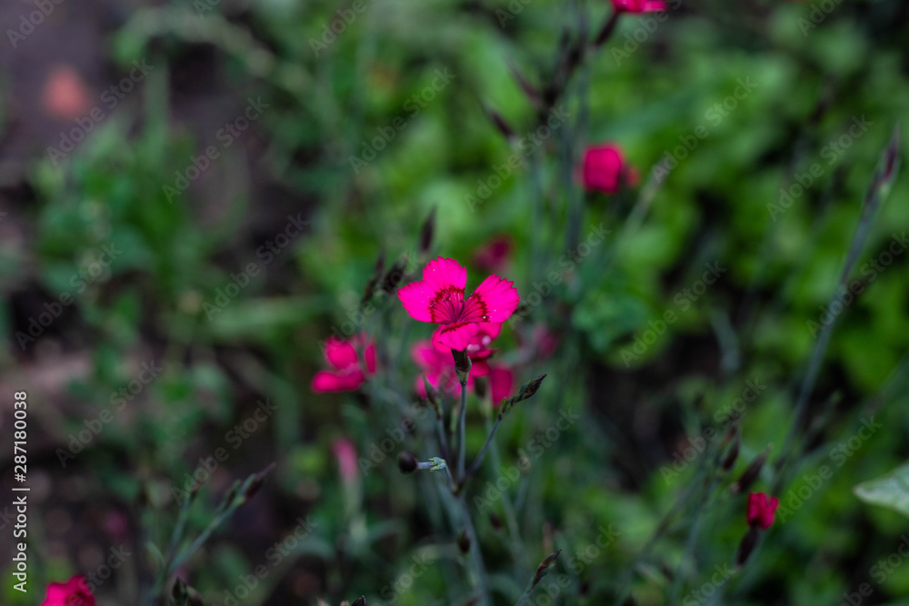 pink flower in the green garden