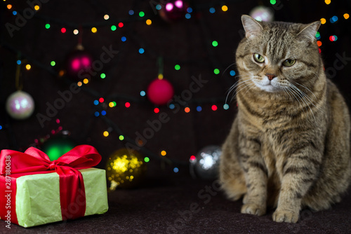 A cat sits next to a gift box on a background of festive lights. Selective focus.