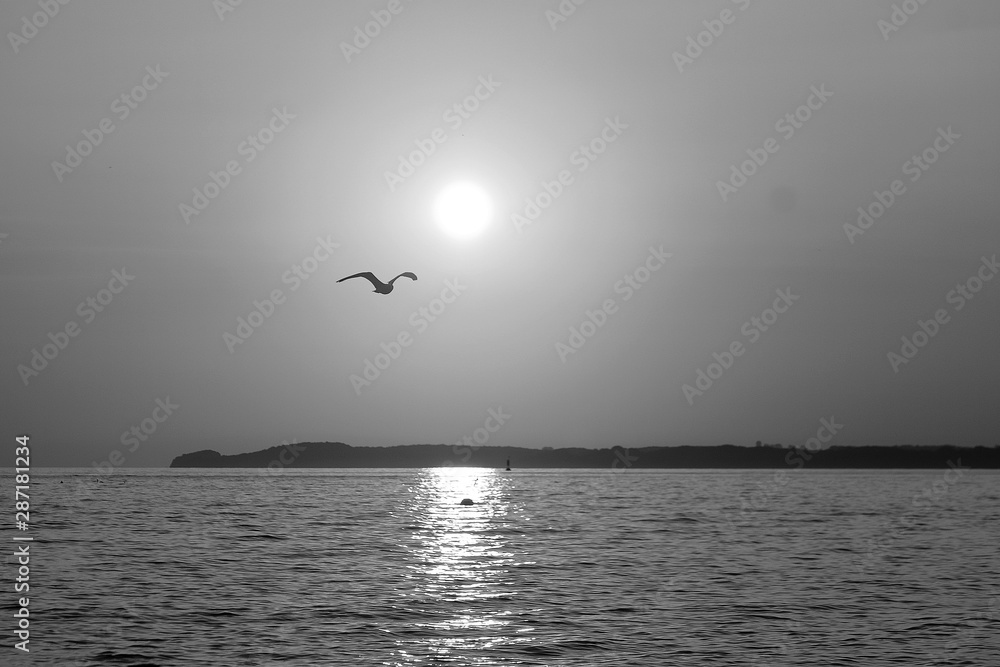 black and white of a beautiful romantic sunrise in north germany with the sun and a flying seagull black and white of a beautiful romantic sunrise in north germany with the sun and a flying seagull