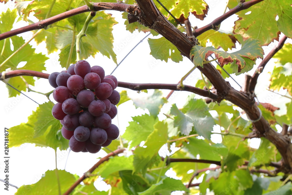 Japanese grape in vineyard of Okayama,Japan Japanese grape in vineyard of Okayama,Japan