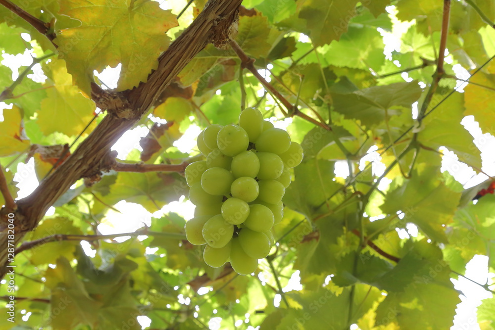 Japanese grape in vineyard of Okayama,Japan Japanese grape in vineyard of Okayama,Japan