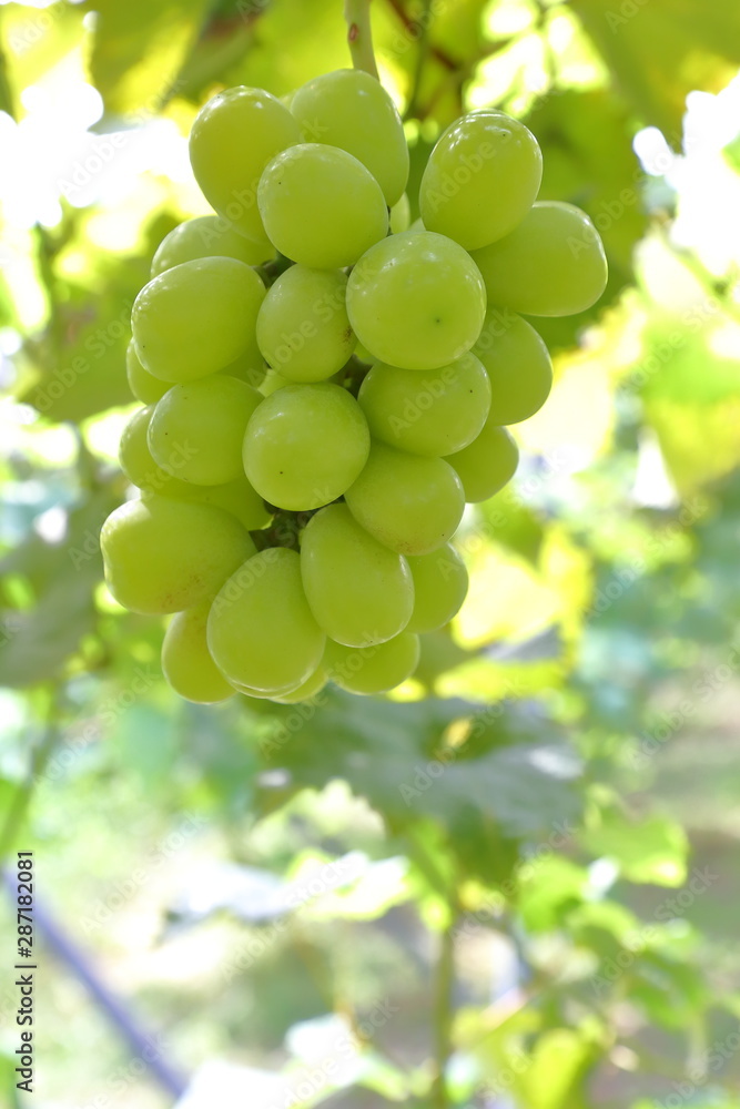 Japanese grape in vineyard of Okayama,Japan