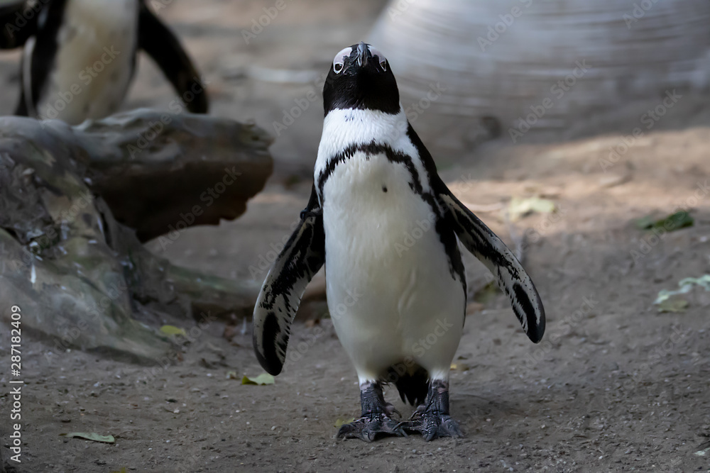 Fototapeta premium Vögel in der Natur