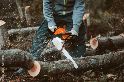 a man sawing a tree with a chainsaw. removes forest plantations from old trees, prepares firewood.