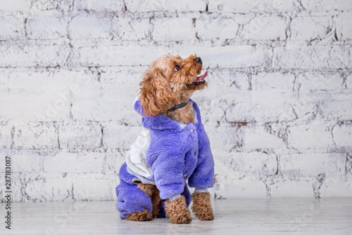 Photography Small funny dog of brown color with curly hair of toy poodle breed posing in clothes for dogs