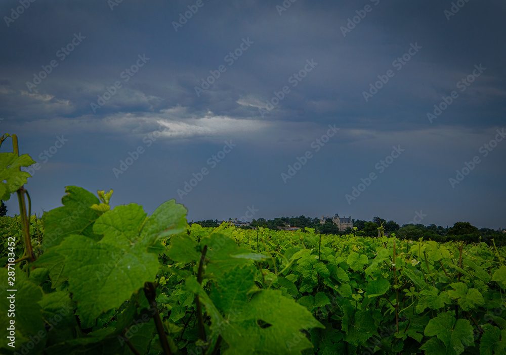 Vignes Vineyard