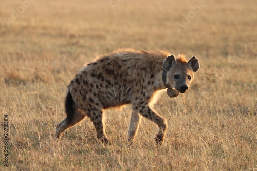 Spotted hyena with GPS collar walking, Masai Mara National Park, Kenya.