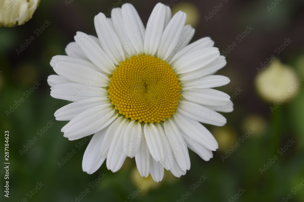 Obraz premium Daisy flower