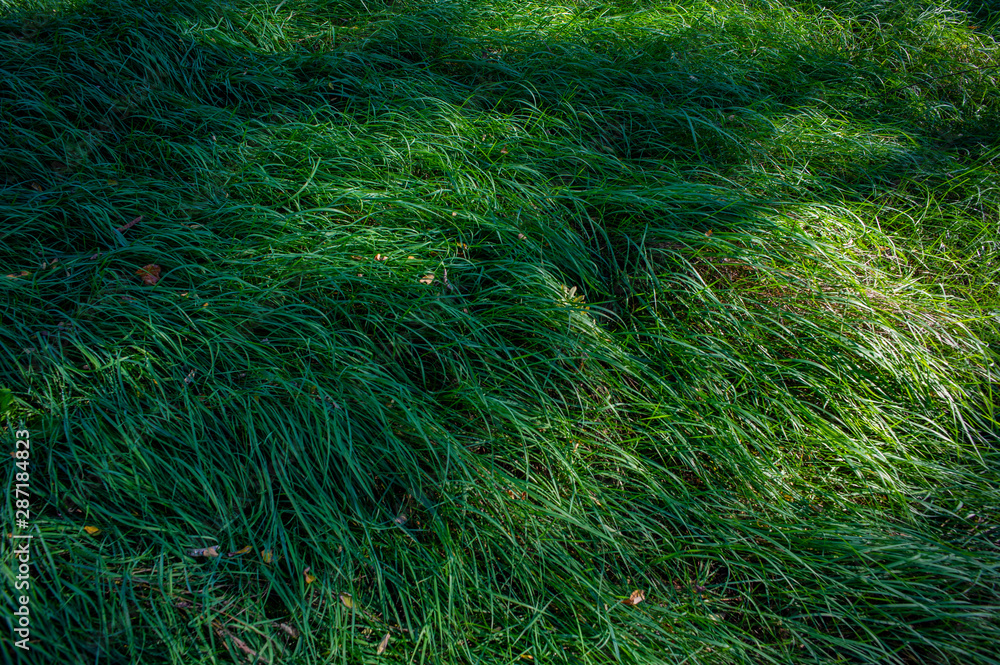 Green Grass Surface and Sunspots in the forest. Green Grass Surface and Sunspots in the forest.
