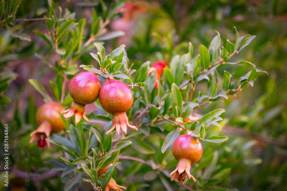 Close-up of small decorative ornamental ripening pomegranate fruit on a tree, the symbol of Israel Close-up of small decorative ornamental ripening pomegranate fruit on a tree, the symbol of Israel