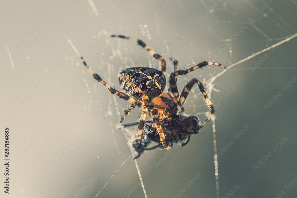 Cross spider on a web with caught prey, close up view Cross spider on a web with caught prey, close up view