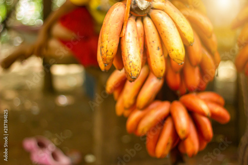 Red banana, Musa AAA group photo