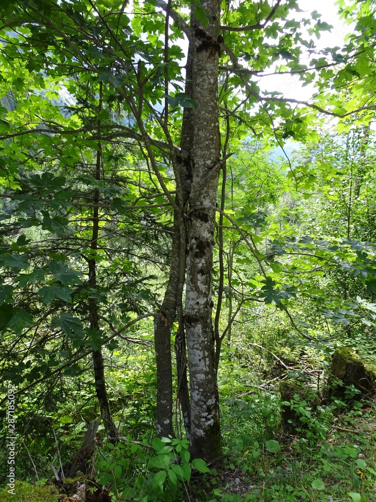 Fototapeta premium Umarmende Bäume