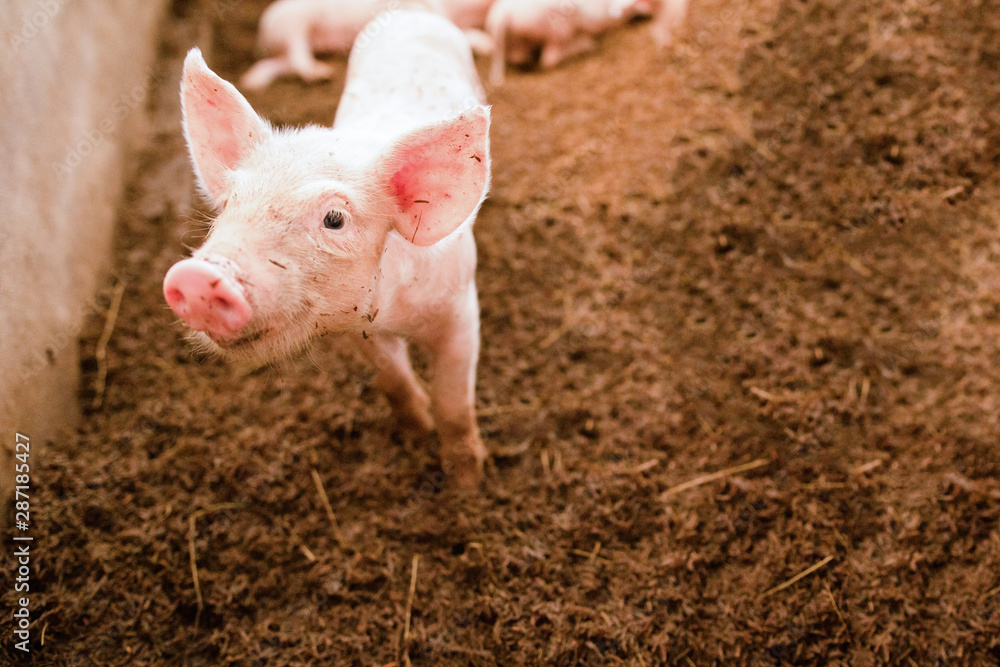 Pink piglets standing on the chaff are raised in an organic pig farm, looking at the camera. Pink piglets standing on the chaff are raised in an organic pig farm, looking at the camera.