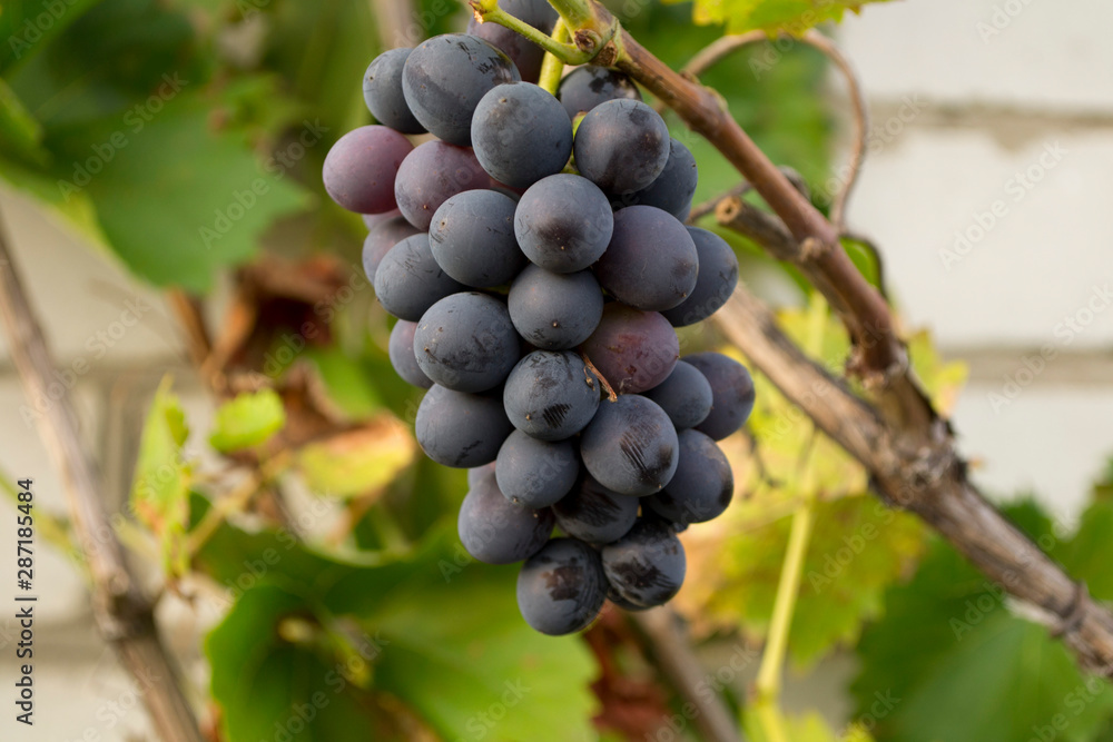 bunch of grapes on a branch