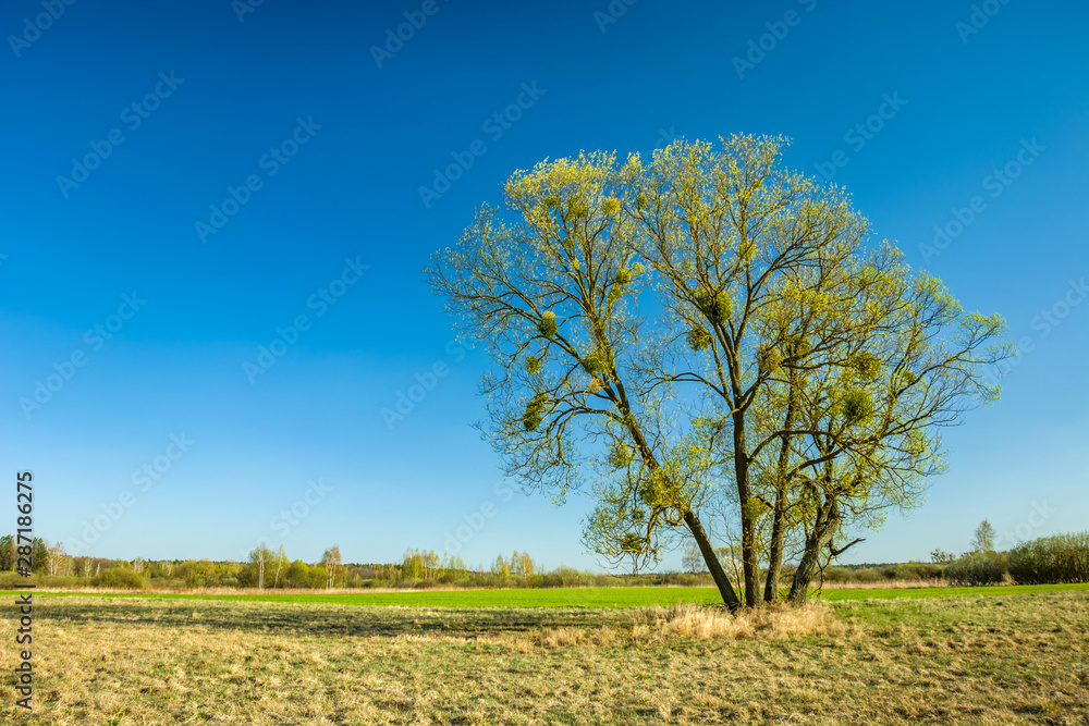 Huge spring tree on the meadow and the clear sky Huge spring tree on the meadow and the clear sky