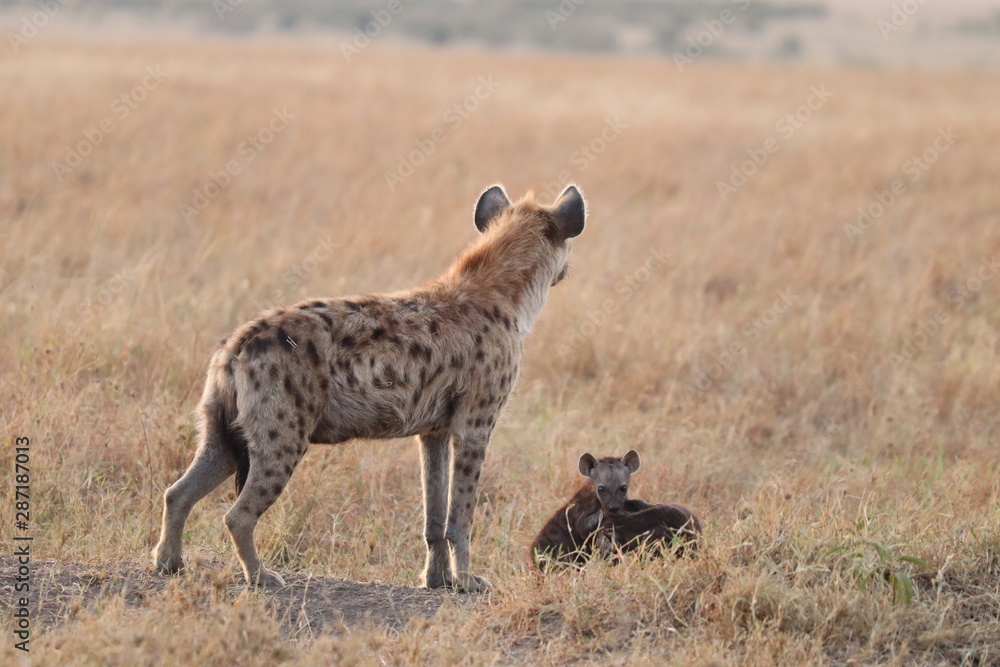 Spotted hyena mom with her black cubs, Masai Mara National Park, Kenya.