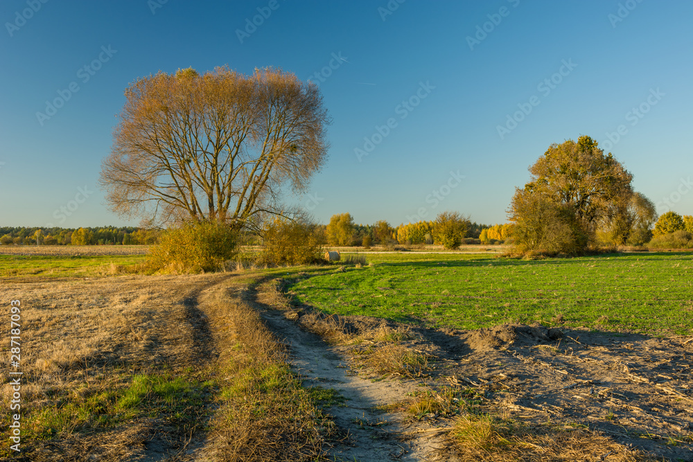 Rural road through fields and autumn trees, horizon and sky Rural road through fields and autumn trees, horizon and sky