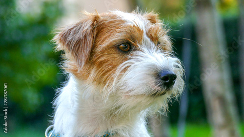 Cute Jack Russell Terrier close up face Outdoors.