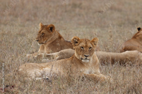 Lionesses resting, Masai Mara National Park, Kenya.