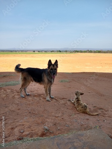 Dogs on the farm © Cleudes