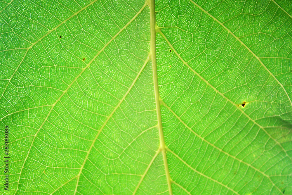 Walnut leaves under the sun light macro. Leaves texture background. Walnut leaves under the sun light macro. Leaves texture background.