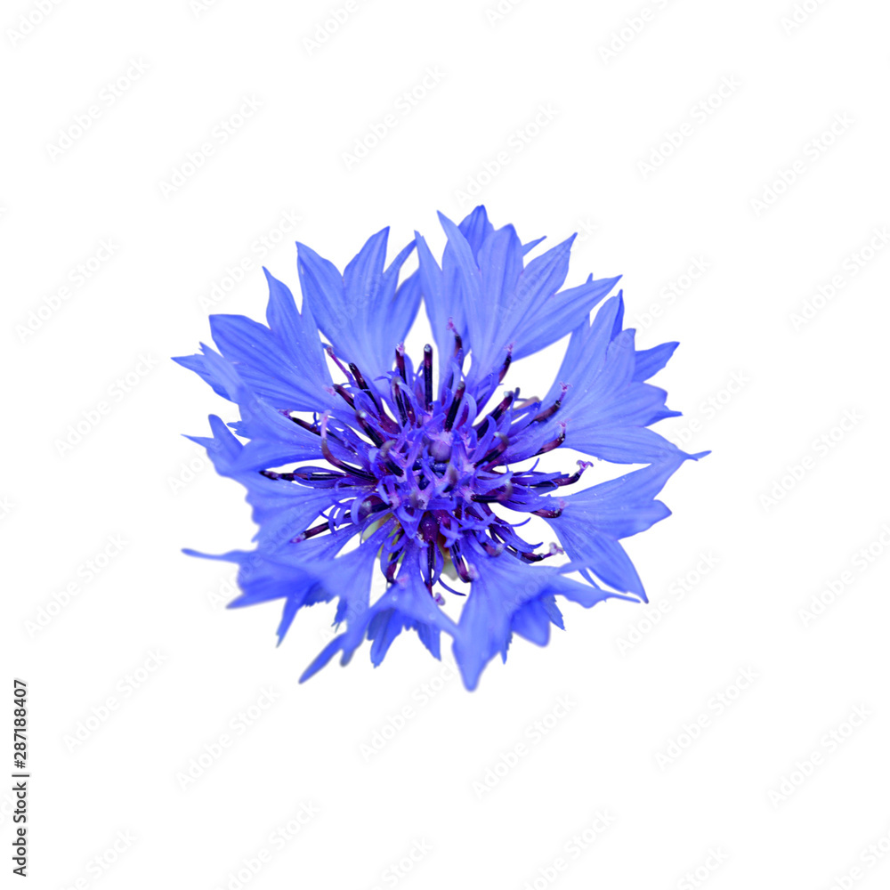 Beautiful blue cornflower isolated on a white background