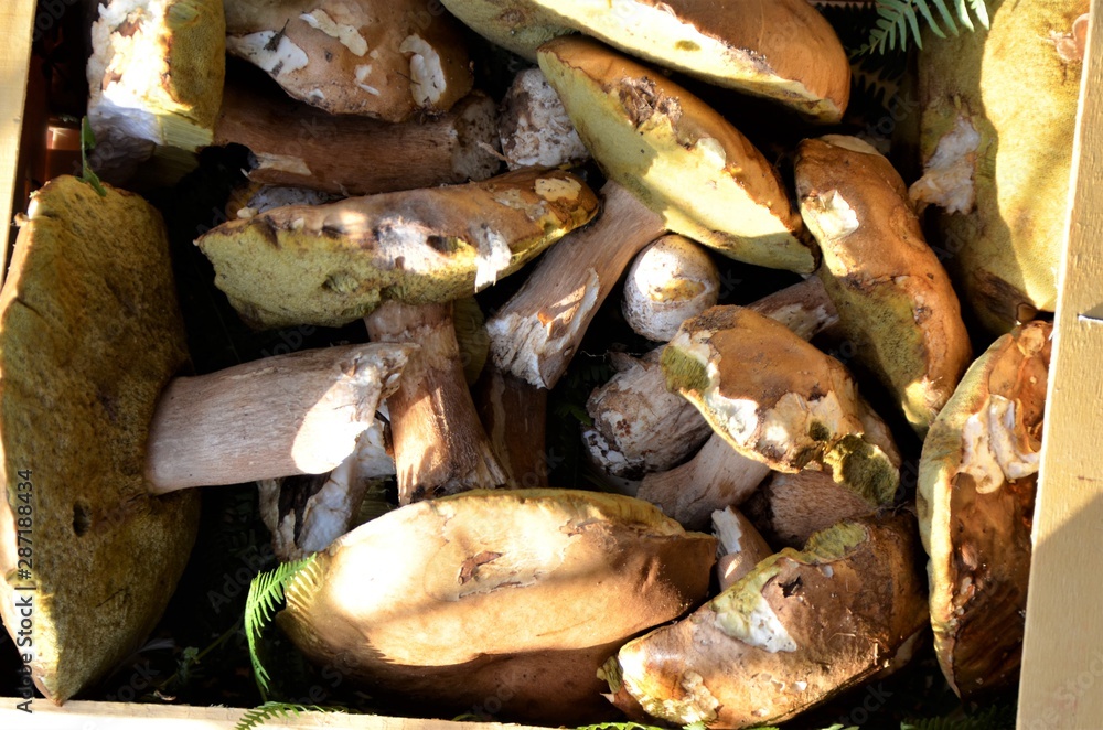 crate of porcini, boletus, wild mushrooms
