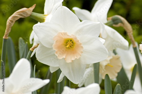 white narcissus