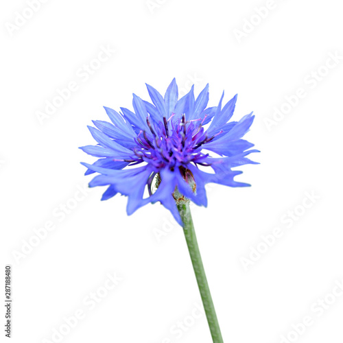 Beautiful blue cornflower isolated on a white background