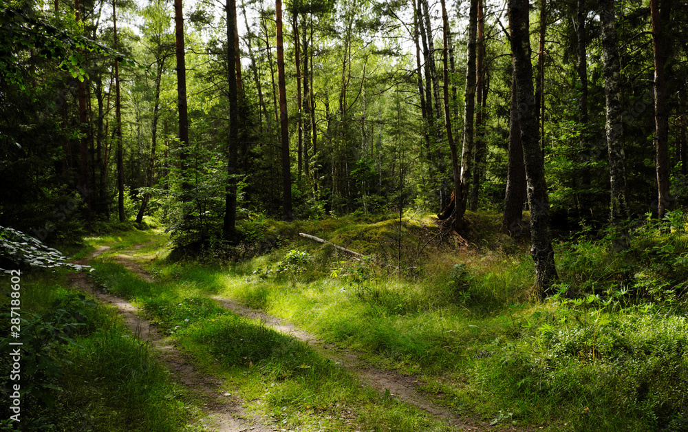 Forest on a summer day