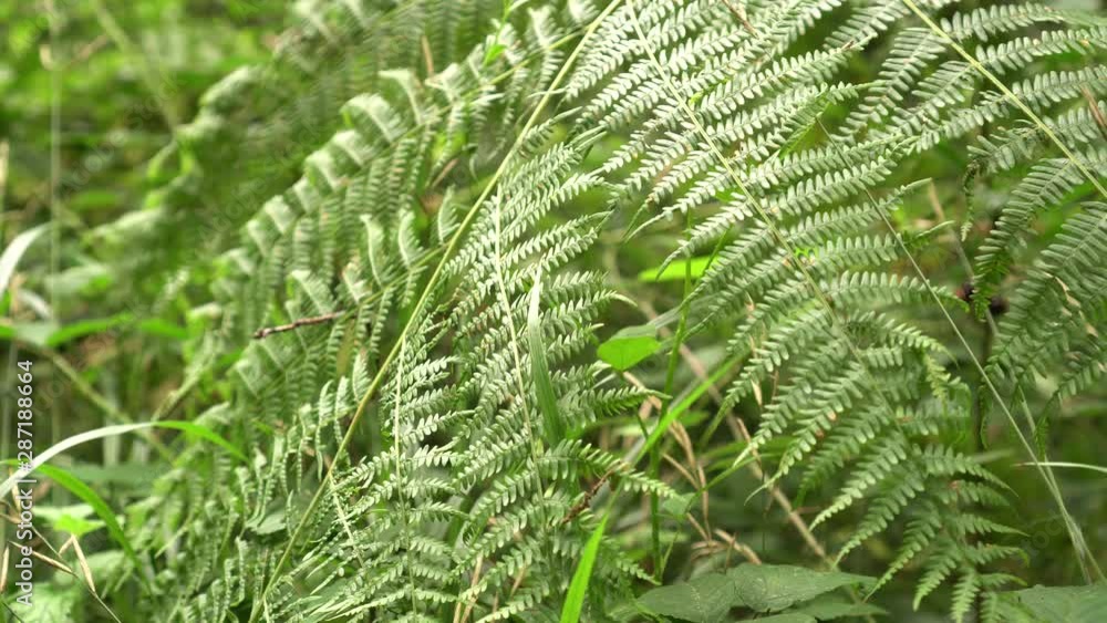 green bush fern moves from the wind. young juicy fern leaves in summer green bush fern moves from the wind. young juicy fern leaves in summer