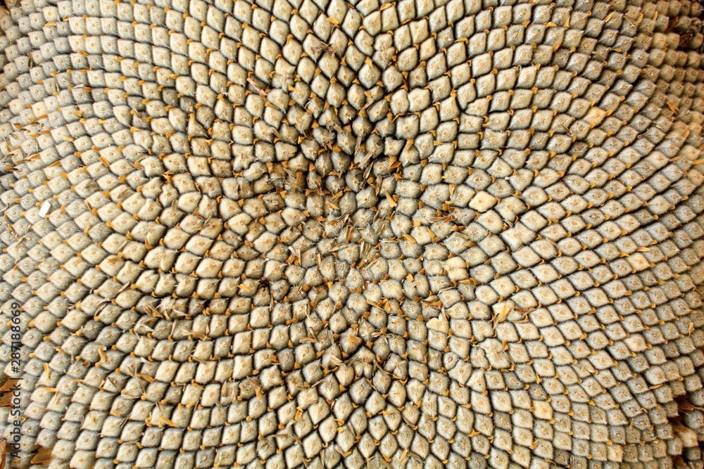 Sunflower seeds texture. Wallpaper macro seeds of the sunflower. 