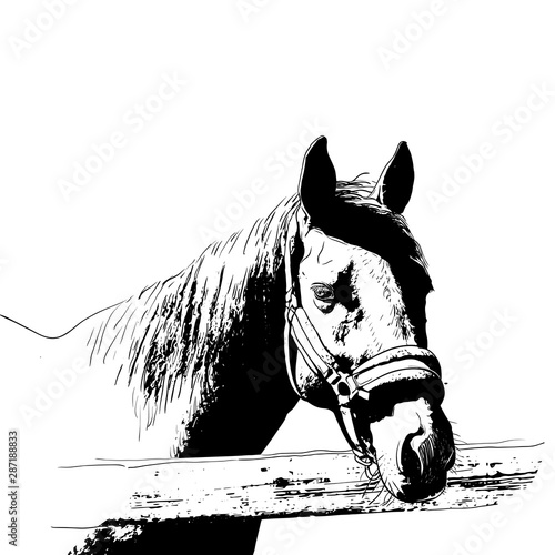 horse portrait, bridle on head, snaffle headband isolated black color on white background. sketch, outline, draft drawing, Image for design and tattoo. Vector