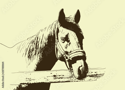 horse portrait, bridle on head, snaffle headband isolated brown color on beige background. sketch, outline, draft drawing, Image for design and tattoo. Vector