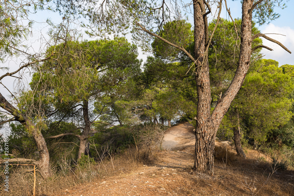 Fototapeta premium Path in the forest on Mount Tavor near the Christian Temple of the Transfiguration near Nazareth in Israel