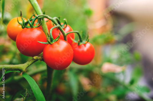 Ripe red tomatoes are on the green foliage background  hanging on the vine of a tomato tree in the garden.