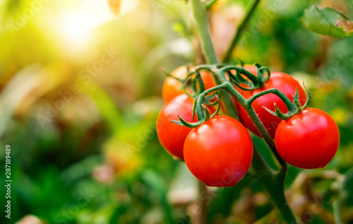 Ripe red tomatoes are on the green foliage background, hanging on the vine of a tomato tree in the garden.