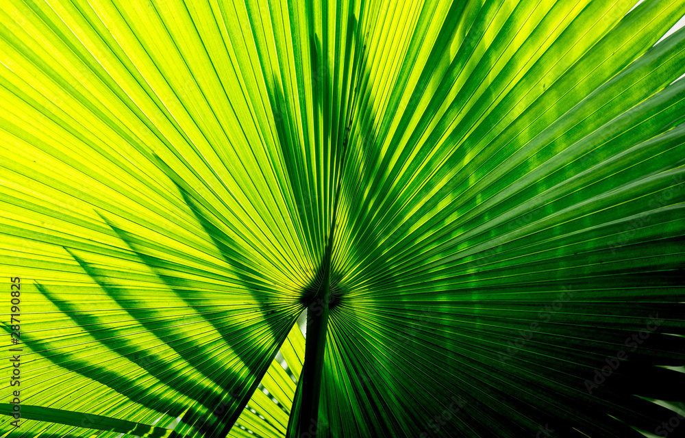 Fototapeta premium Green palm leaf Beautiful lines.