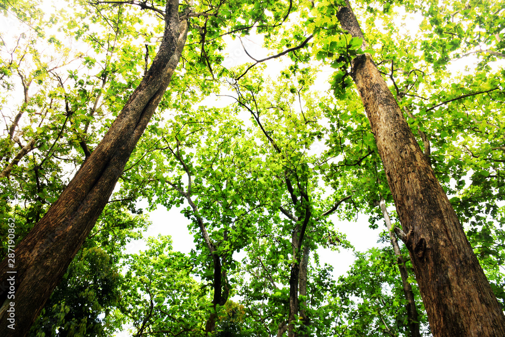 Green trees in forest beautiful landscape Green trees in forest beautiful landscape