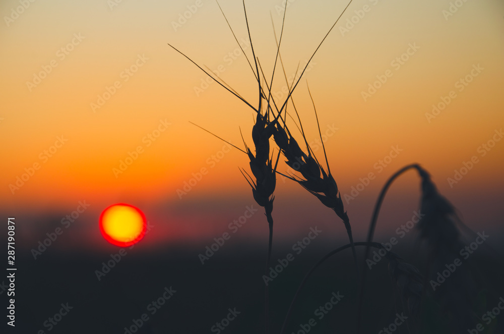 Naklejka premium sunset in the field