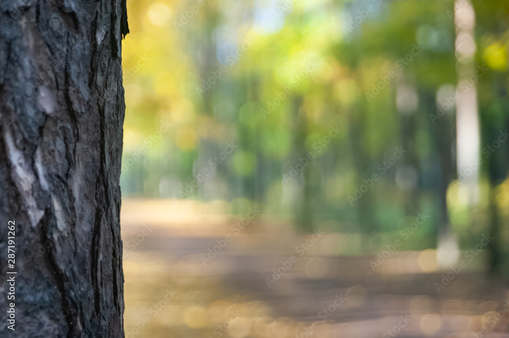 Fototapeta premium Autumn background in defocus, background for text on an autumn theme