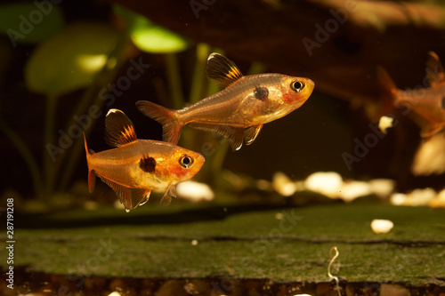 serpae tetra (Hyphessobrycon eques)