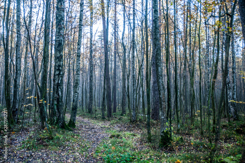 Atmospheric autumn photo, trees without leaves, late autumn in the forest