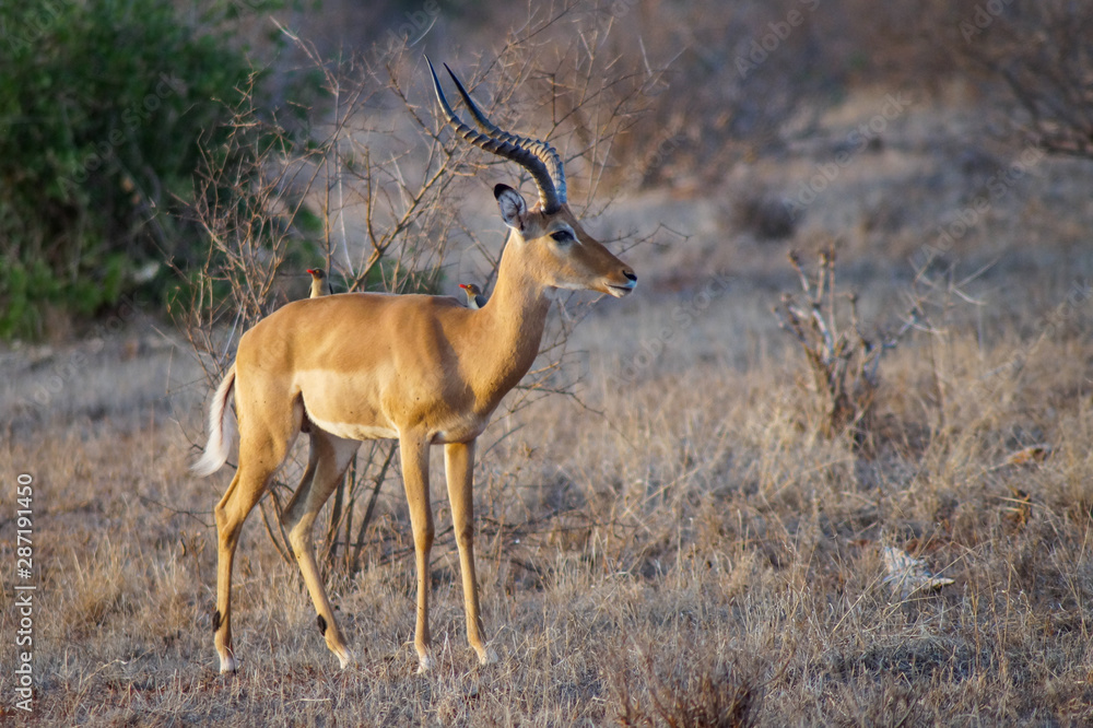 Fototapeta premium Grant-Gazelle Tsavo East National Park Kenia Afrika